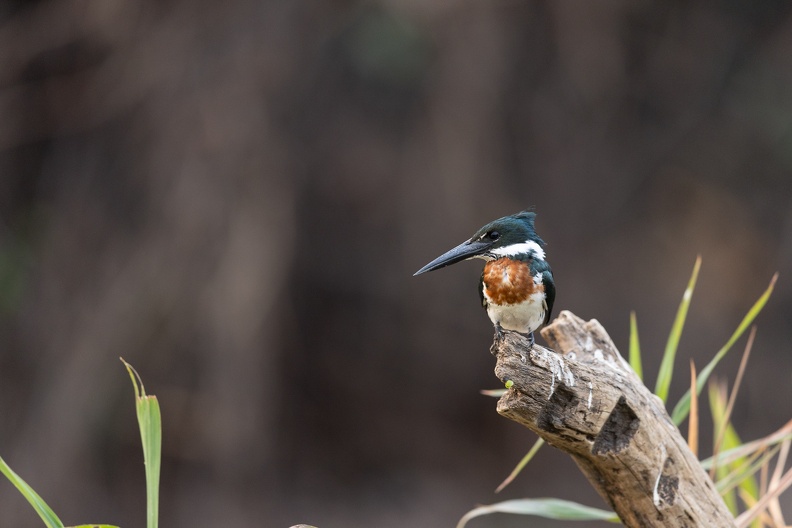 Ringed kingfisher.jpg