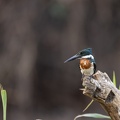 Ringed kingfisher.jpg
