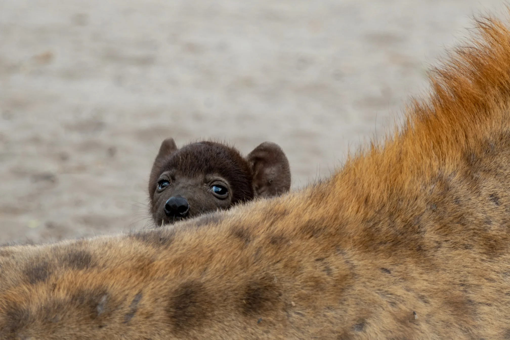 Hyena pup
