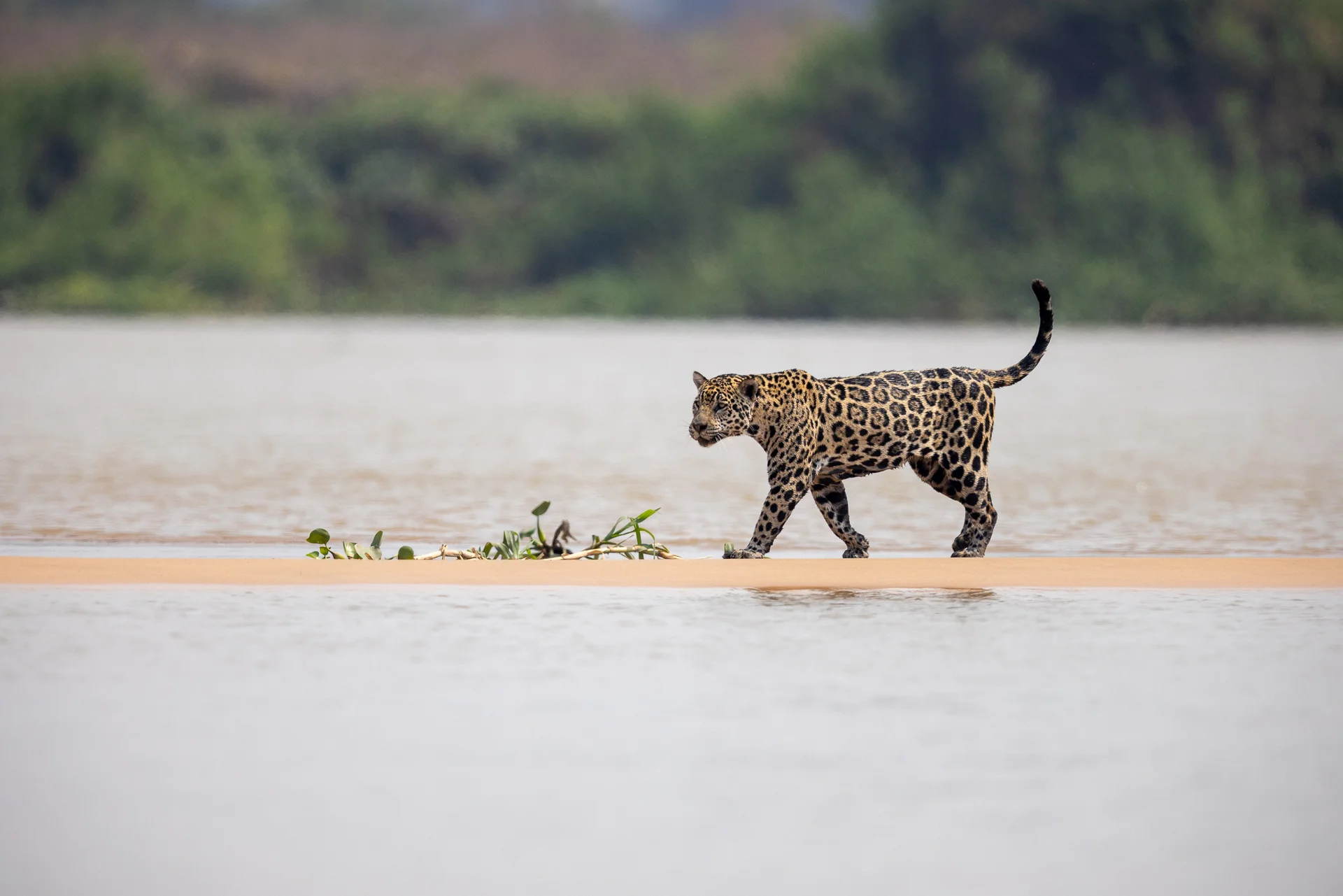 Jaguars of the Pantanal
