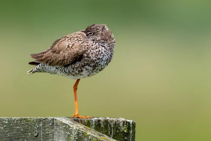 Tureluur schuilend voor de wind