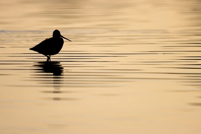Silhoutte van een grutto