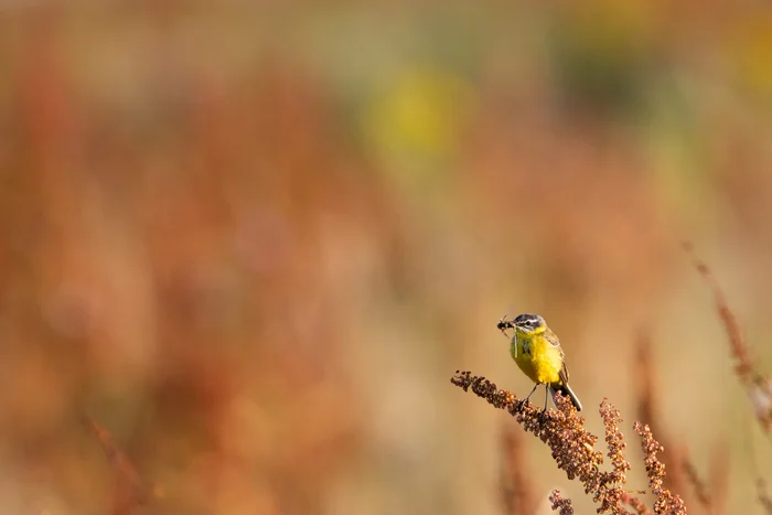 Gele kwikstaart in veld van rode zuring