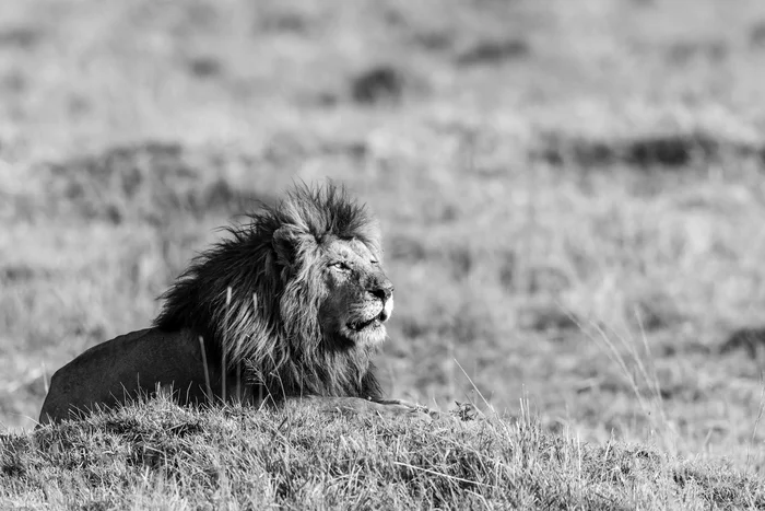 Wild Africa