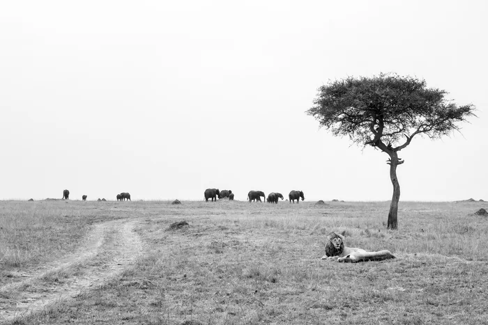 Pair of lions in the Masai Mara