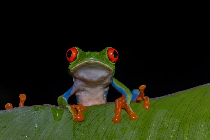 Red-eyed Tree Frog