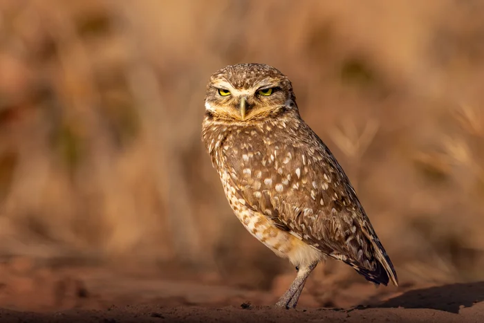 Burrowing Owl