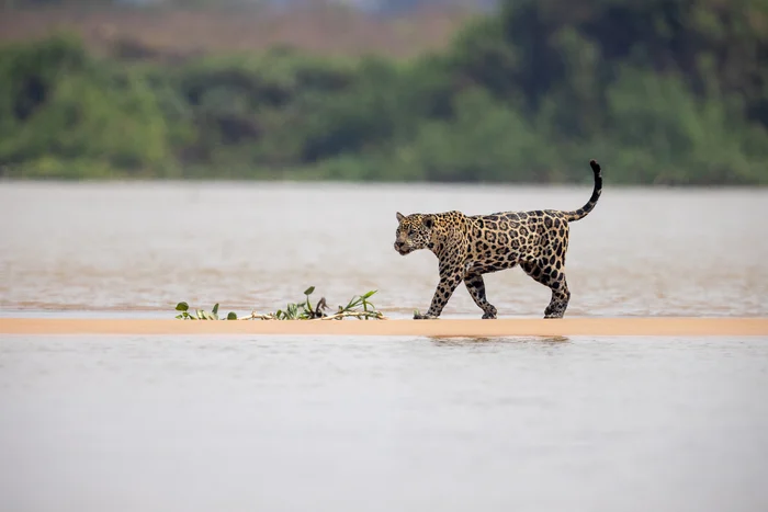 Jaguars of the Pantanal