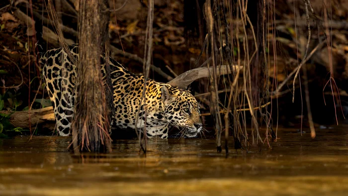 Jaguar in the mangroves