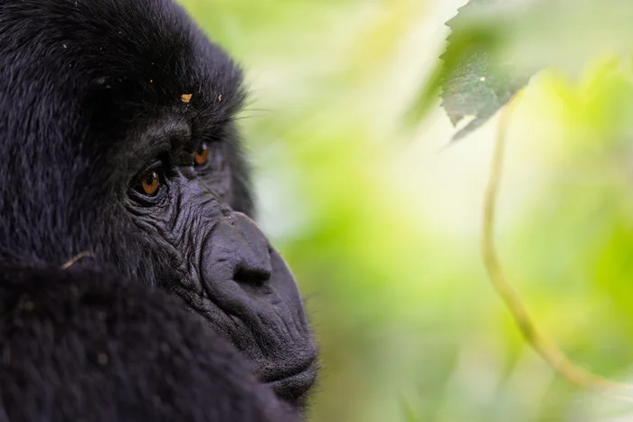 Gorilla in Uganda