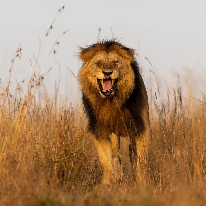 Lion