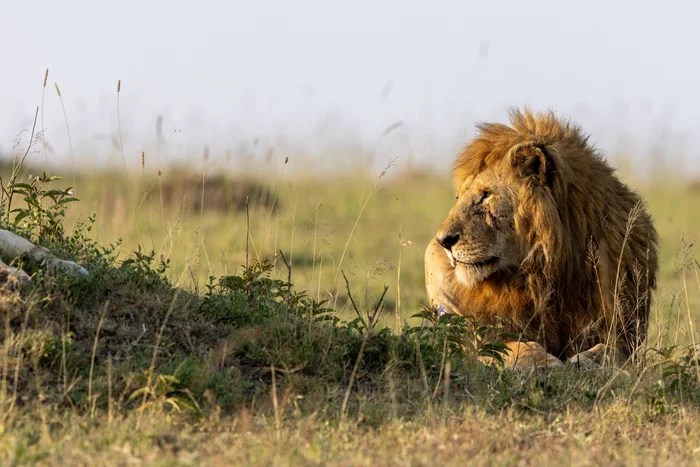 Males of the Masai Mara