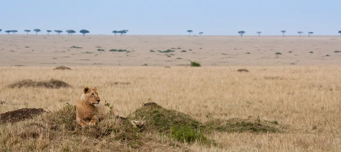 Lion resting in the Mara
